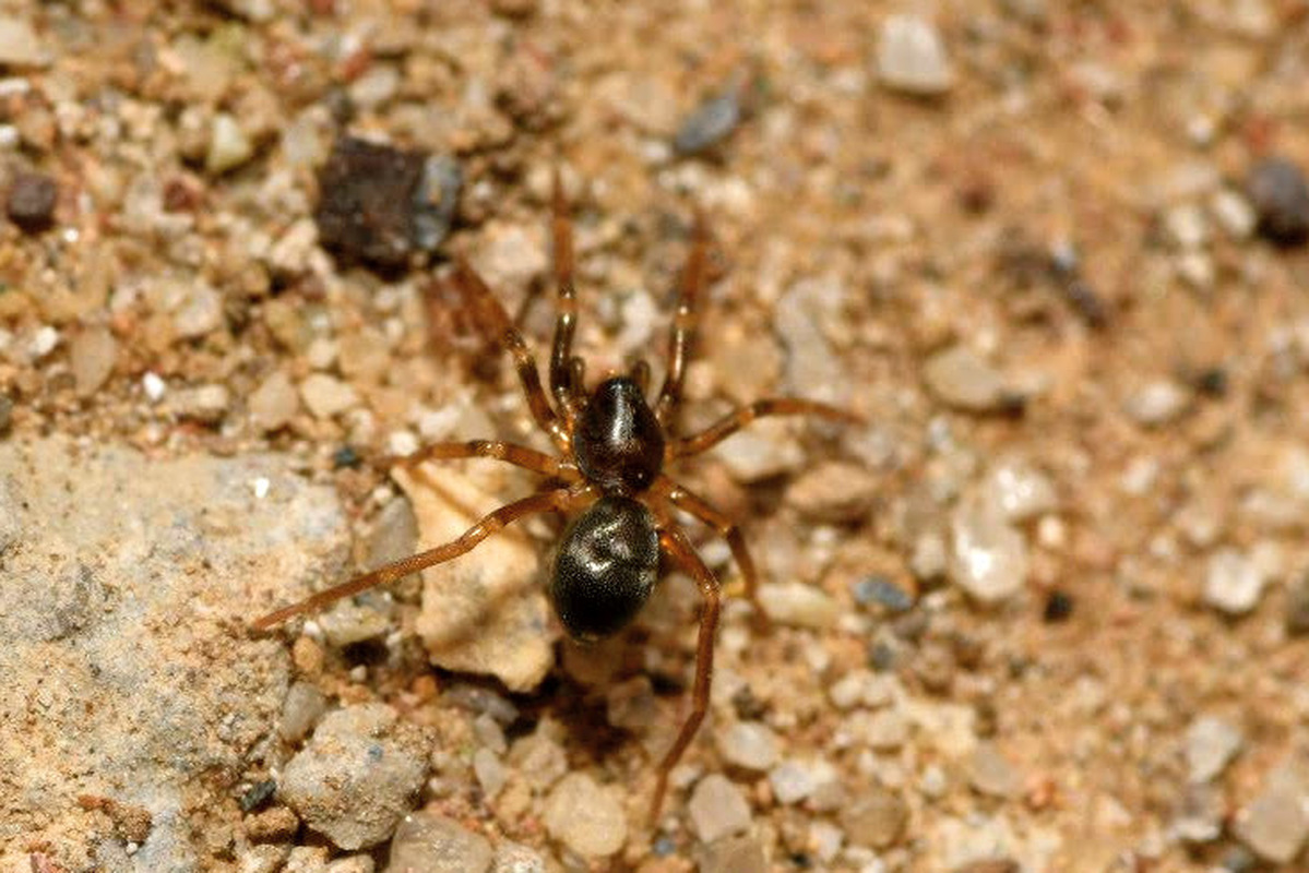 Phrurolithus