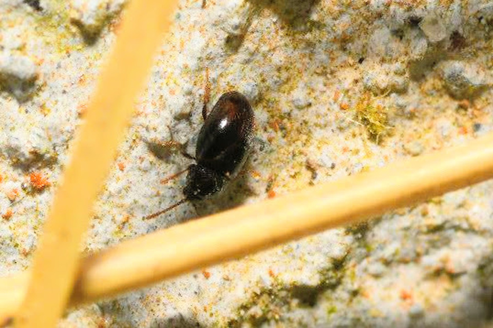 Cryptophagidae - penészbogárfélék