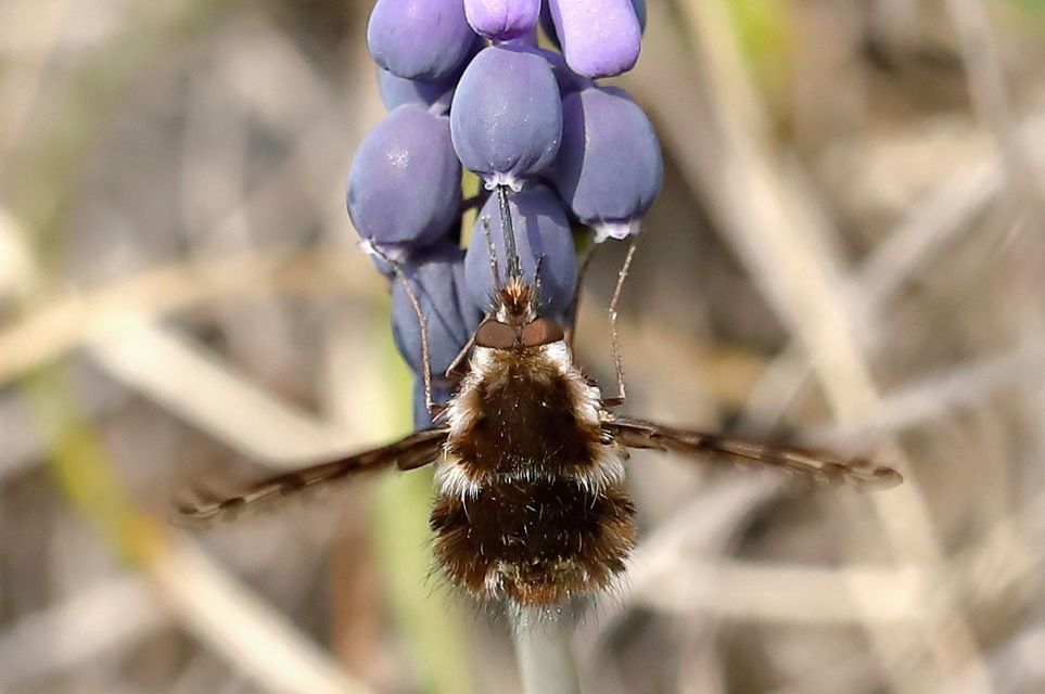 Triplasius pictus