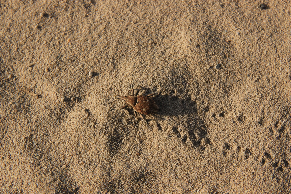 Lepyrus capucinus - pettyes fűzormányos