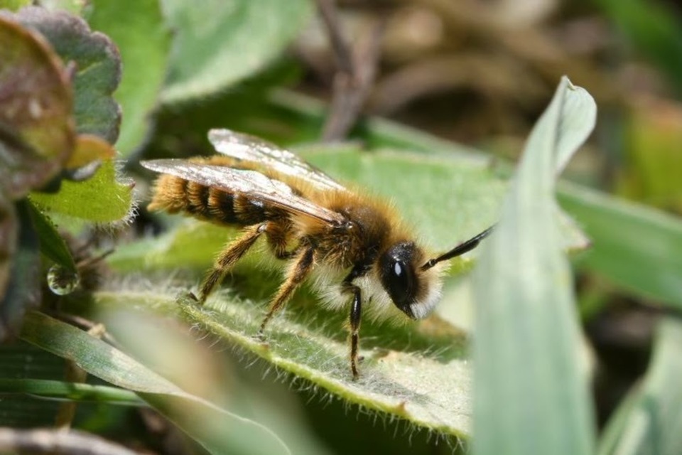 Andrena