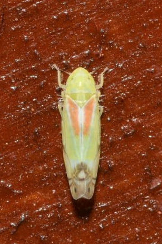 Zyginella pulchra