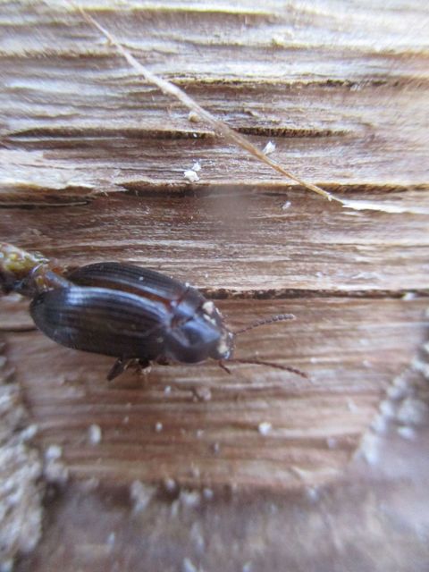 Nalassus dermestoides - rövidszárnyú gyászbogár