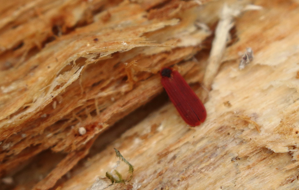 Lycidae - hajnalbogárfélék