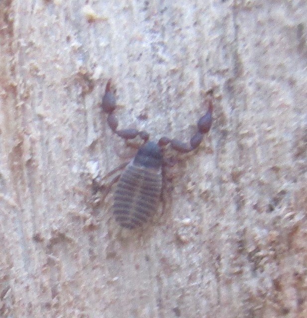 Pseudoscorpionida - Álskorpiók