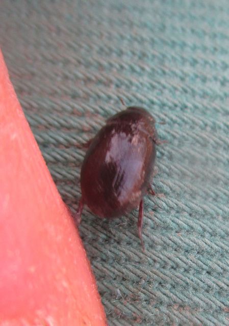 Hydrobius