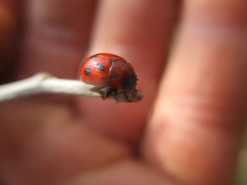 Gonioctena fornicata - közönséges lucernabogár