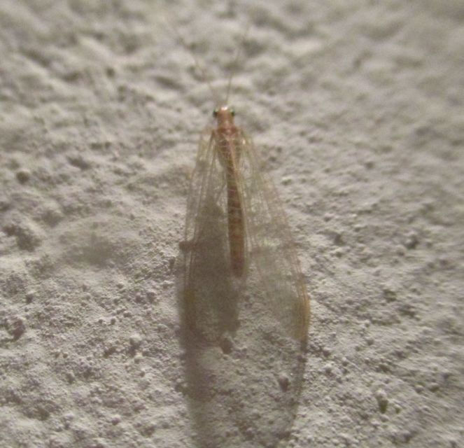 Chrysopidae - zöldfátyolkák
