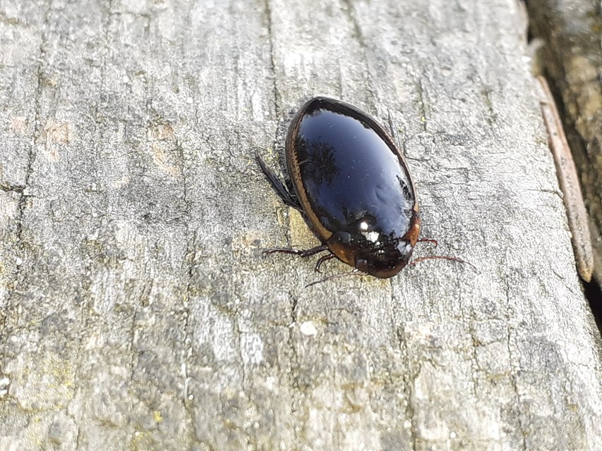 Hydaticus seminiger - fekete mocsáricsíkbogár