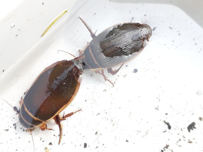 Dytiscus marginalis - szegélyes csíkbogár