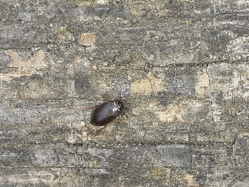 Hygrotus impressopunctatus - barázdás aprócsíkbogár