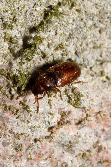 Cryptophagidae - penészbogárfélék