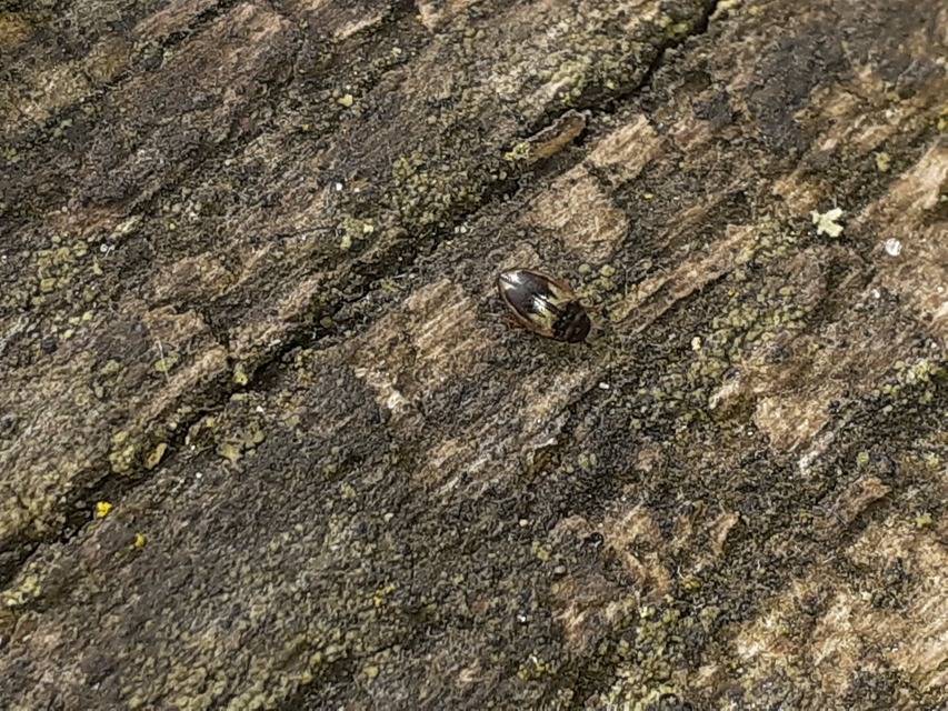 Hydroglyphus geminus - gyakori paránycsíkbogár