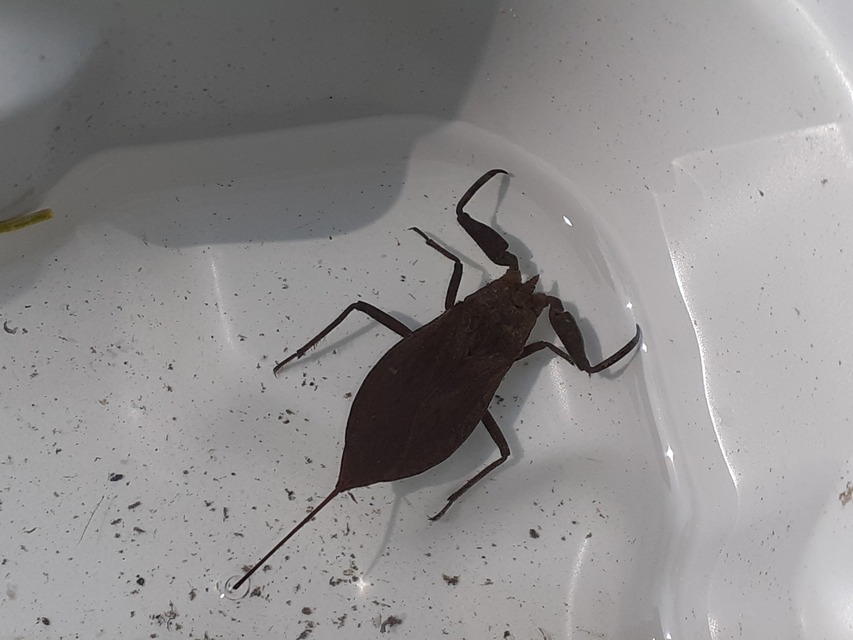 Nepa cinerea - víziskorpió