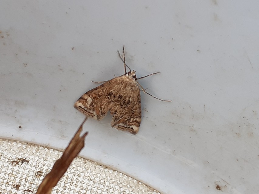 Cataclysta lemnata - békalencsemoly