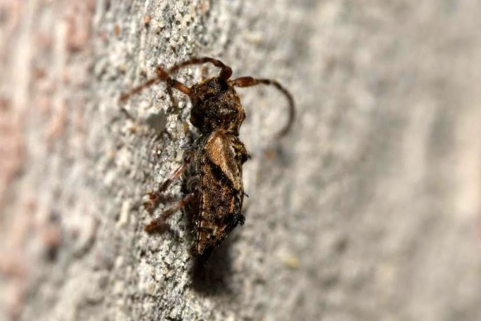Pogonocherus hispidus - kéttövises ecsetcincér