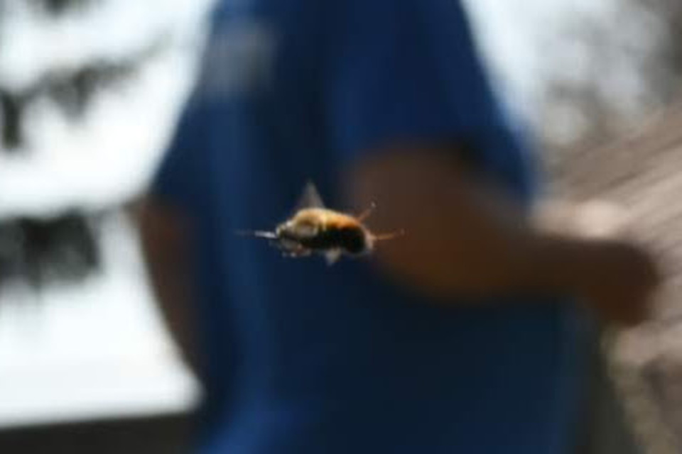Bombylius major - szegélyes pöszörlégy