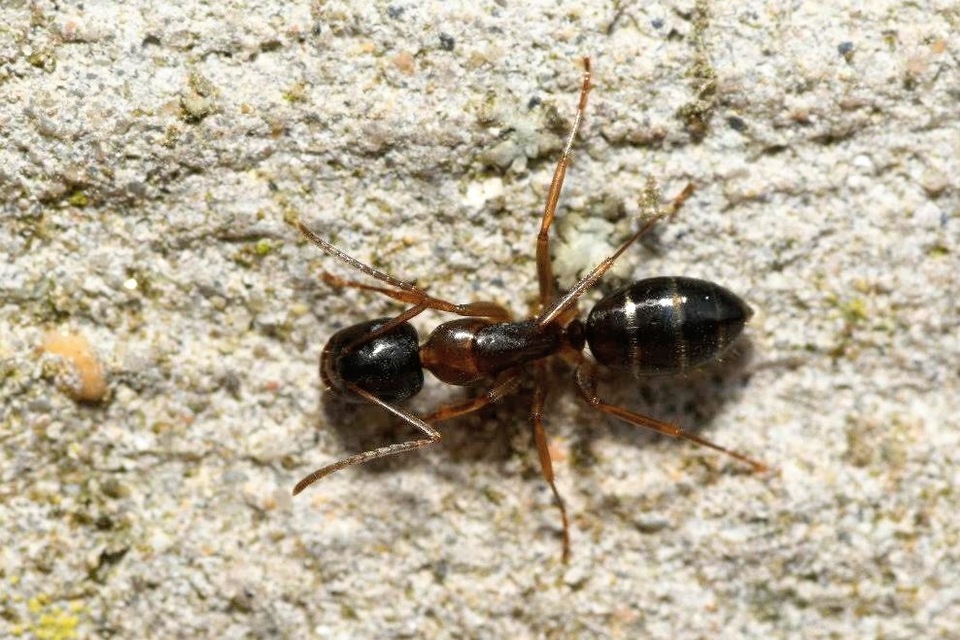 Camponotus fallax - ligeti lóhangya