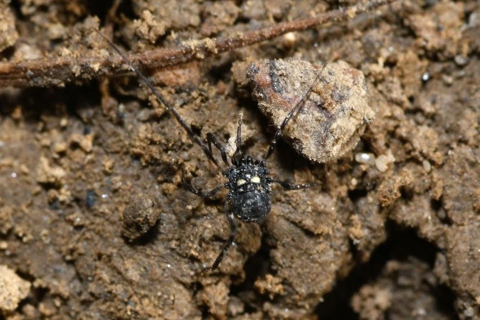 Carinostoma elegans