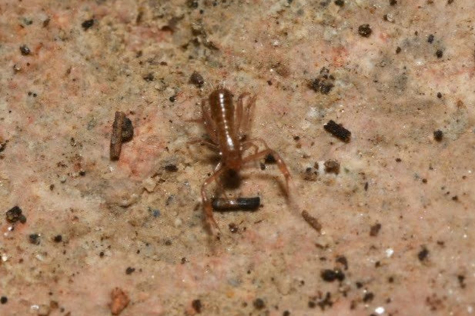 Pseudoscorpionida - Álskorpiók
