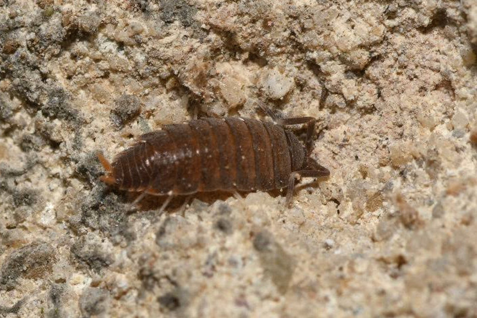 Trichoniscidae Trichoniscidae