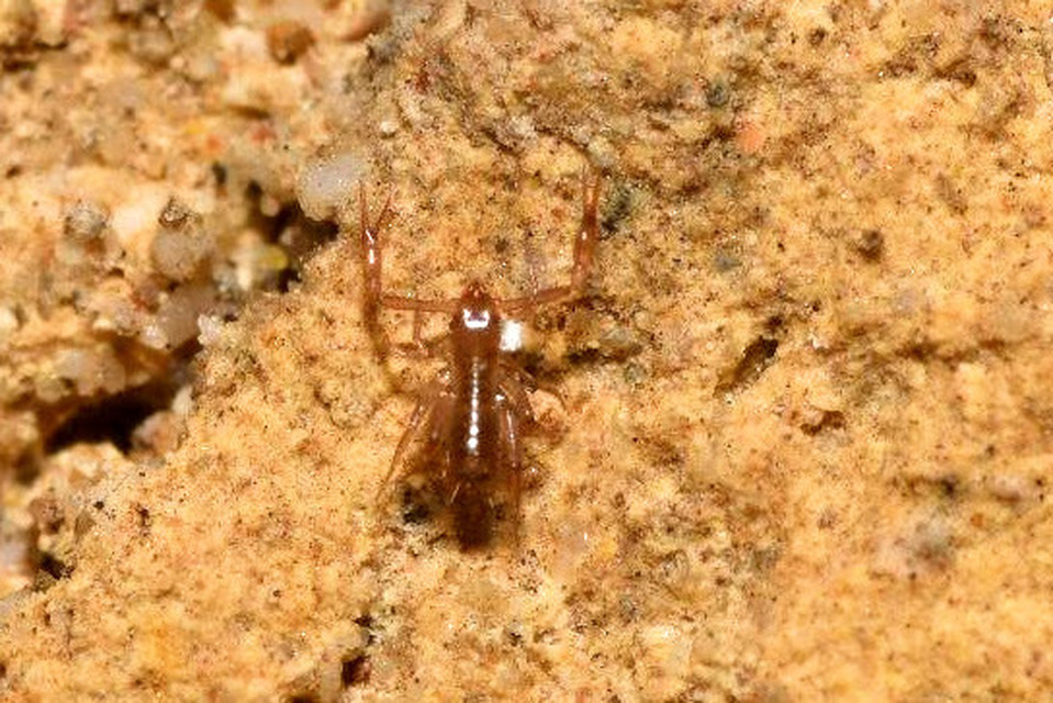 Pseudoscorpionida - Álskorpiók