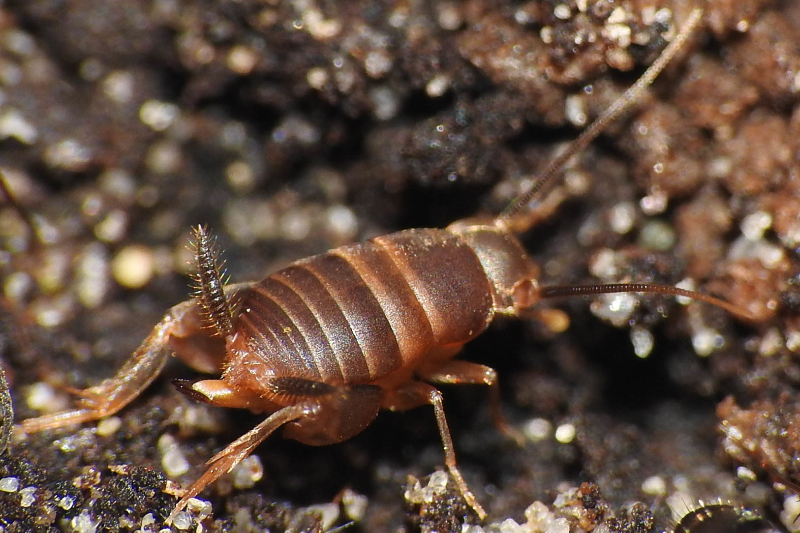 Myrmecophilus nonveilleri - Nonveiller-hangyásztücsök
