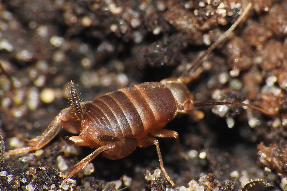 Myrmecophilus nonveilleri - Nonveiller-hangyásztücsök