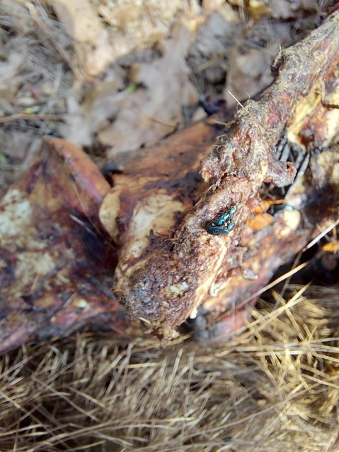 Necrobia rufipes - vöröslábú hullabogár