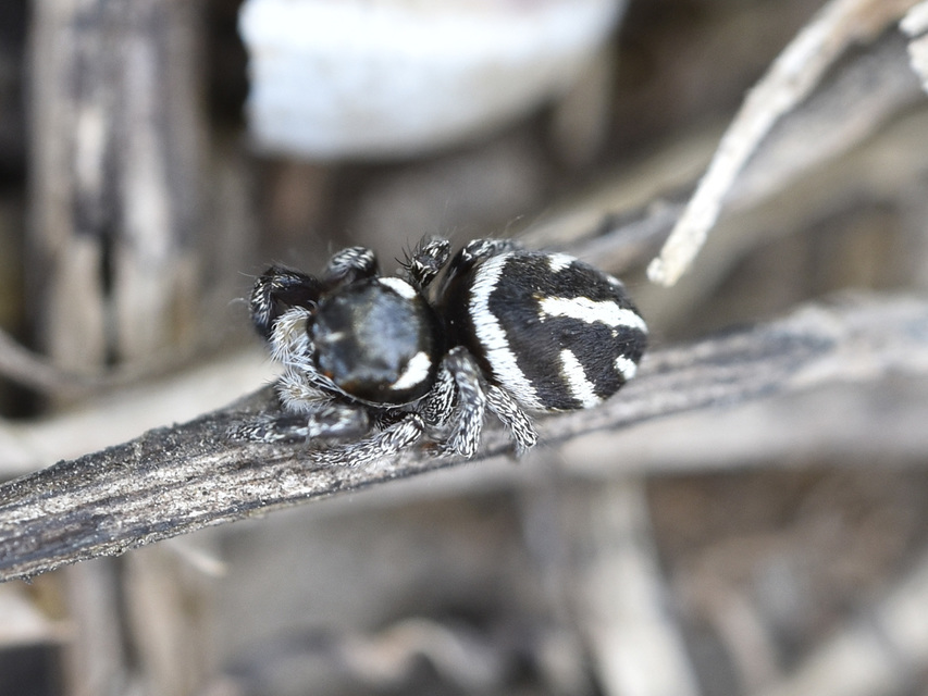 Pellenes nigrociliatus - csigás ugrópók