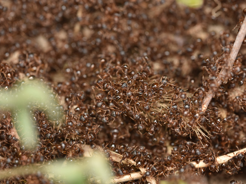 Tetramorium