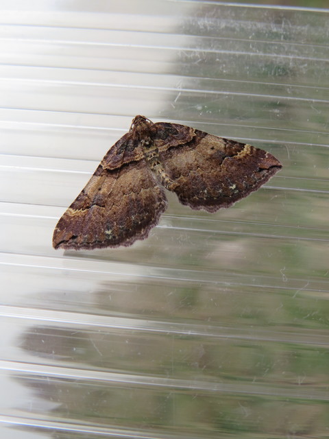 Earophila badiata - csipkerózsa-araszoló