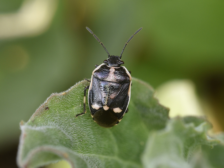 Eurydema oleracea - paréjpoloska Eurydema oleracea - paréjpoloska