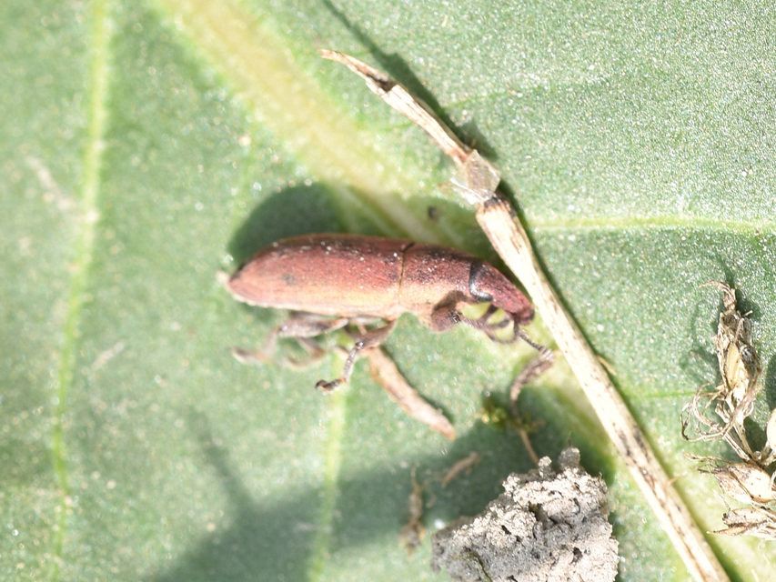 Lixus angustus - rövid dudvabarkó