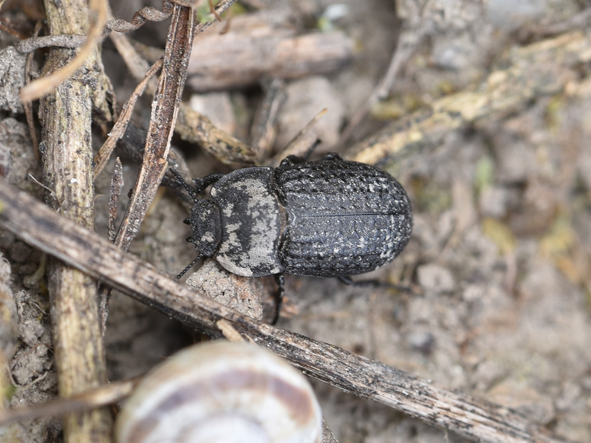 Opatrum sabulosum - sároshátú gyászbogár