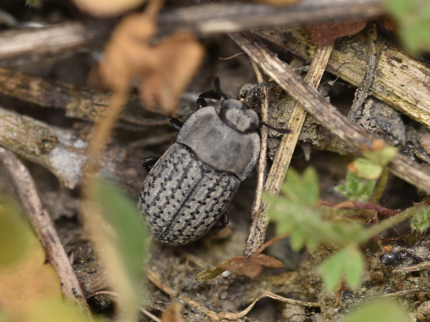 Opatrum sabulosum - sároshátú gyászbogár