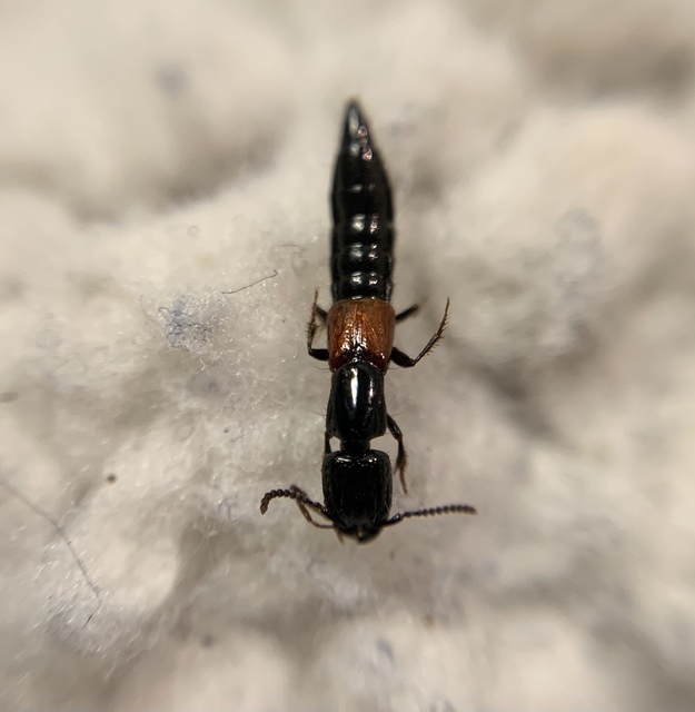 Gauropterus fulgidus - fényes rovátkásholyva