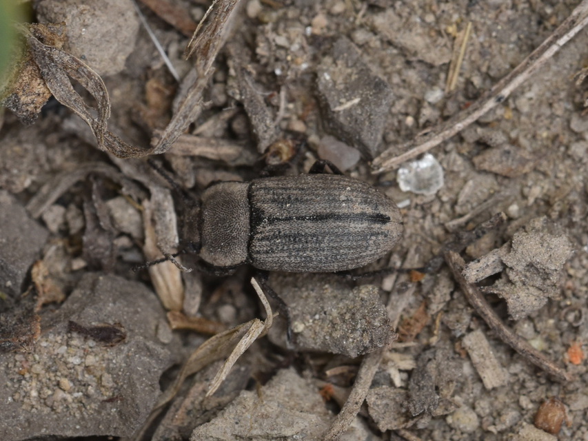 Gonocephalum granulatum pusillum