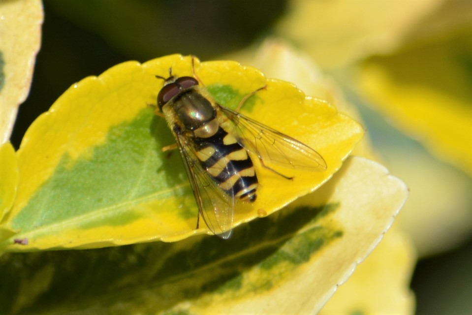 Syrphus