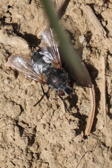 Pollenia