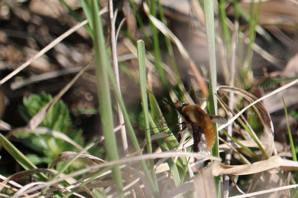 Bombylius major - szegélyes pöszörlégy