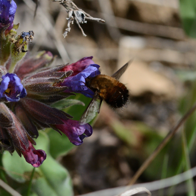 Bombylius discolor - feketefarú pöszörlégy