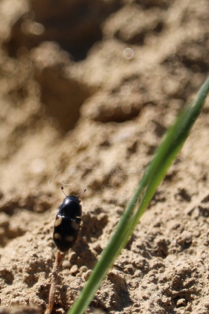 Glischrochilus quadrisignatus - amerikai fénybogár Glischrochilus quadrisignatus - amerikai fénybogár