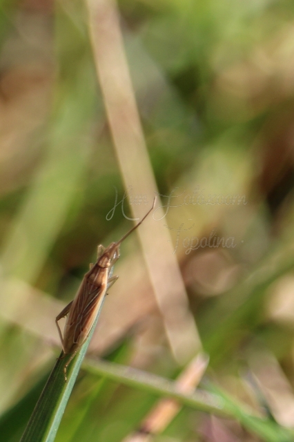 Stenodema calcarata - sarkantyús mezeipoloska