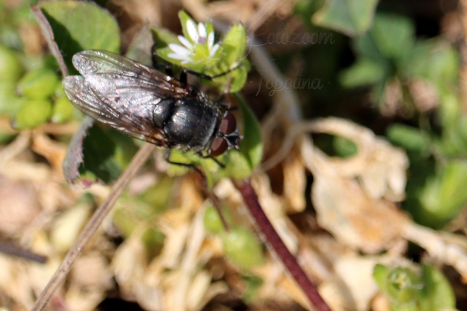 Pollenia