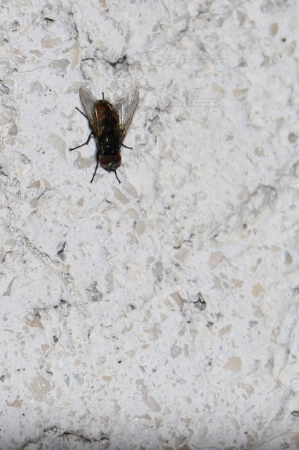 Musca autumnalis - tanyai légy