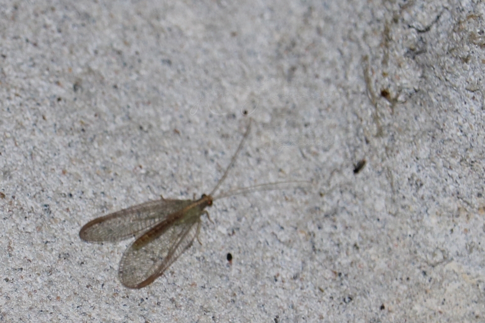 Chrysopidae - zöldfátyolkák