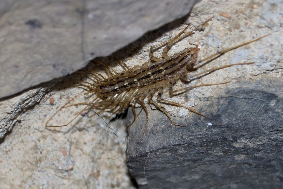 Scutigera coleoptrata - légyölő pókszázlábú