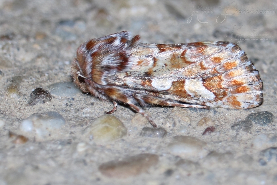 Panolis flammea - fenyőbagoly