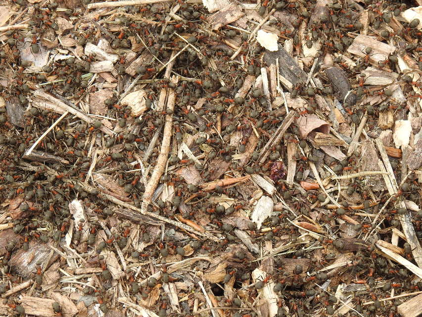 Formica pratensis - réti vöröshangya